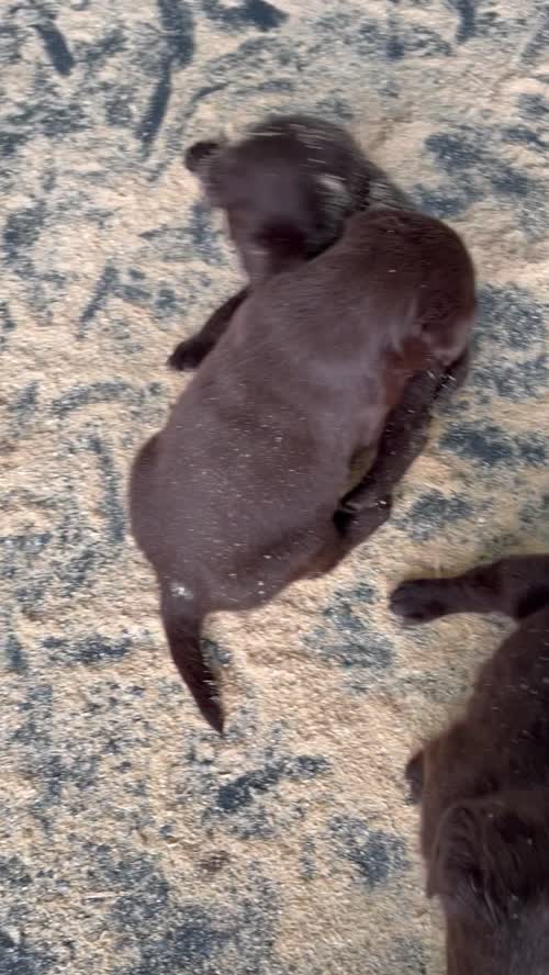 Beautiful litter of chocolate Labrador puppies for sale in King's Lynn, Norfolk