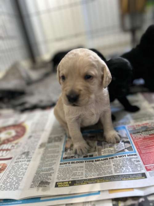 Beautiful litter of cockerdors cocker x Lab for sale in Crowland, Lincolnshire