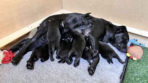 Beautiful litter of KC registered black Labrador puppies. for sale in Wallingford, Oxfordshire