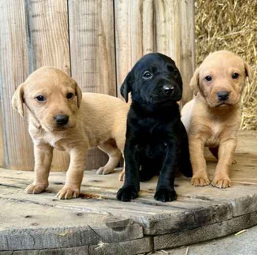 Beautiful litter of KC registered Labrador for sale in Northamptonshire