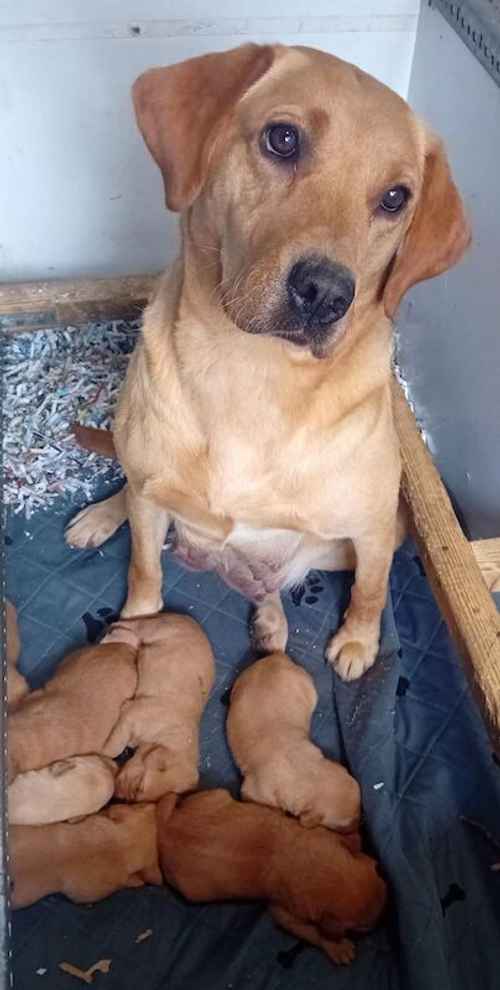 Beautiful Litter of KC Registered Red/Yellow Puppies for sale in Nayland, Suffolk