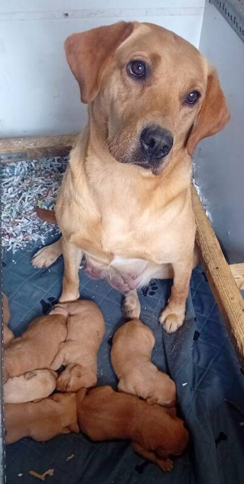 Beautiful Litter of KC Registered Red/Yellow Puppies for sale in Nayland, Suffolk - Image 1