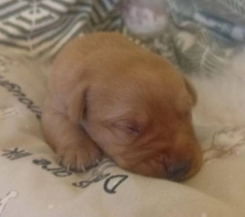 Beautiful Litter of KC Registered Red/Yellow Puppies for sale in Nayland, Suffolk - Image 2