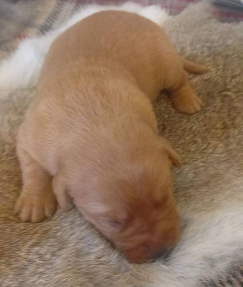 Beautiful Litter of KC Registered Red/Yellow Puppies for sale in Nayland, Suffolk - Image 3