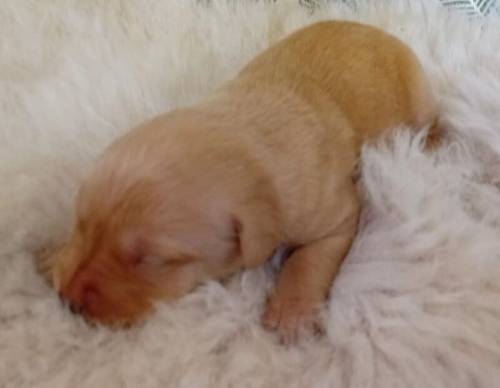 Beautiful Litter of KC Registered Red/Yellow Puppies for sale in Nayland, Suffolk - Image 4