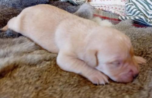 Beautiful Litter of KC Registered Red/Yellow Puppies for sale in Nayland, Suffolk - Image 5