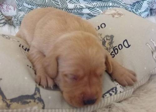 Beautiful Litter of KC Registered Red/Yellow Puppies for sale in Nayland, Suffolk - Image 6