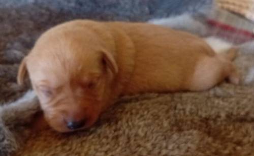 Beautiful Litter of KC Registered Red/Yellow Puppies for sale in Nayland, Suffolk - Image 7