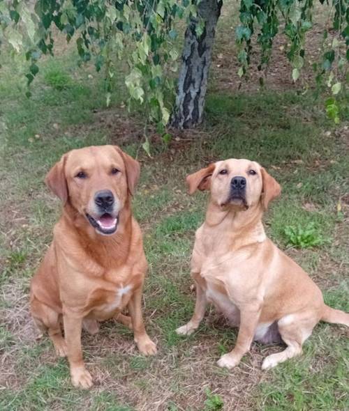 Beautiful Litter of KC Registered Red/Yellow Puppies for sale in Nayland, Suffolk - Image 8