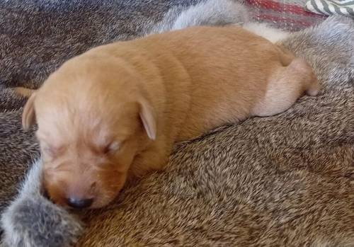 Beautiful Litter of KC Registered Red/Yellow Puppies for sale in Nayland, Suffolk - Image 9