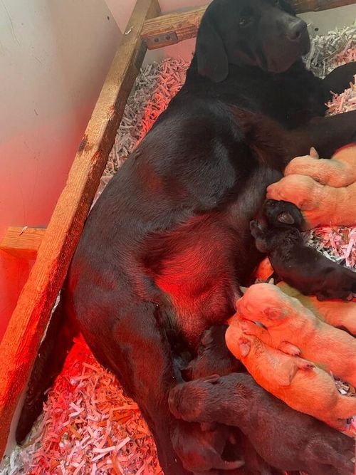 Beautiful Litter of Yellow & Black KC Registered Puppies for sale in Nayland, Suffolk