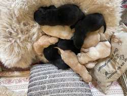 Beautiful Litter of Yellow & Black KC Registered Puppies for sale in Nayland, Suffolk | Image 2