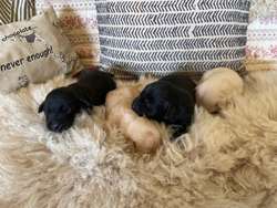 Beautiful Litter of Yellow & Black KC Registered Puppies for sale in Nayland, Suffolk | Image 3