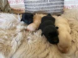 Beautiful Litter of Yellow & Black KC Registered Puppies for sale in Nayland, Suffolk | Image 4