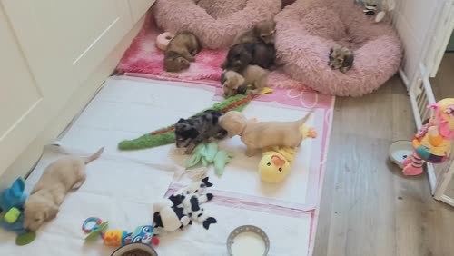 Beautiful long coat mini dachshunds for sale in Peterborough, Cambridgeshire
