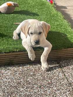 Beautiful Male Labrador for sale in Irvine, North Ayrshire | Image 3