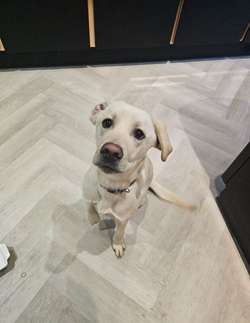 Beautiful Male Labrador for sale in Irvine, North Ayrshire | Image 4