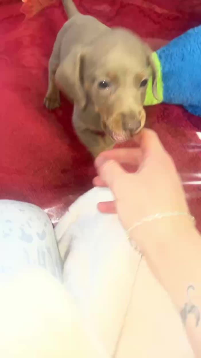 Dachshund puppies for sale in Leighton Buzzard, Bedfordshire – 8 weeks old