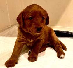 Beautiful miniature f1 red fox labradoodles for sale in Stoke-on-Trent, Staffordshire | Image 2