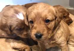 Beautiful miniature f1 red fox labradoodles for sale in Stoke-on-Trent, Staffordshire | Image 3