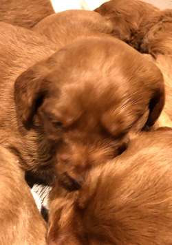 Beautiful miniature f1 red fox labradoodles for sale in Stoke-on-Trent, Staffordshire | Image 4