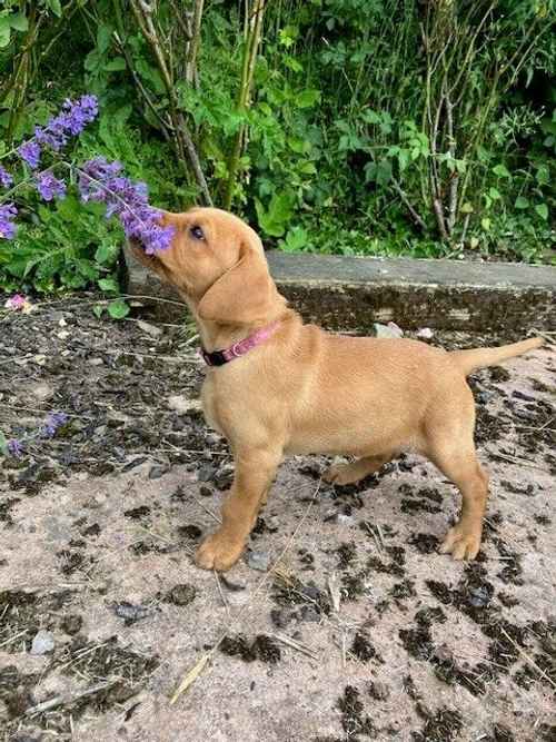 Beautiful Pedigree Fox Red Labrador Bitch Puppy from FTCH Arcklebear Caribou line. for sale in Devon