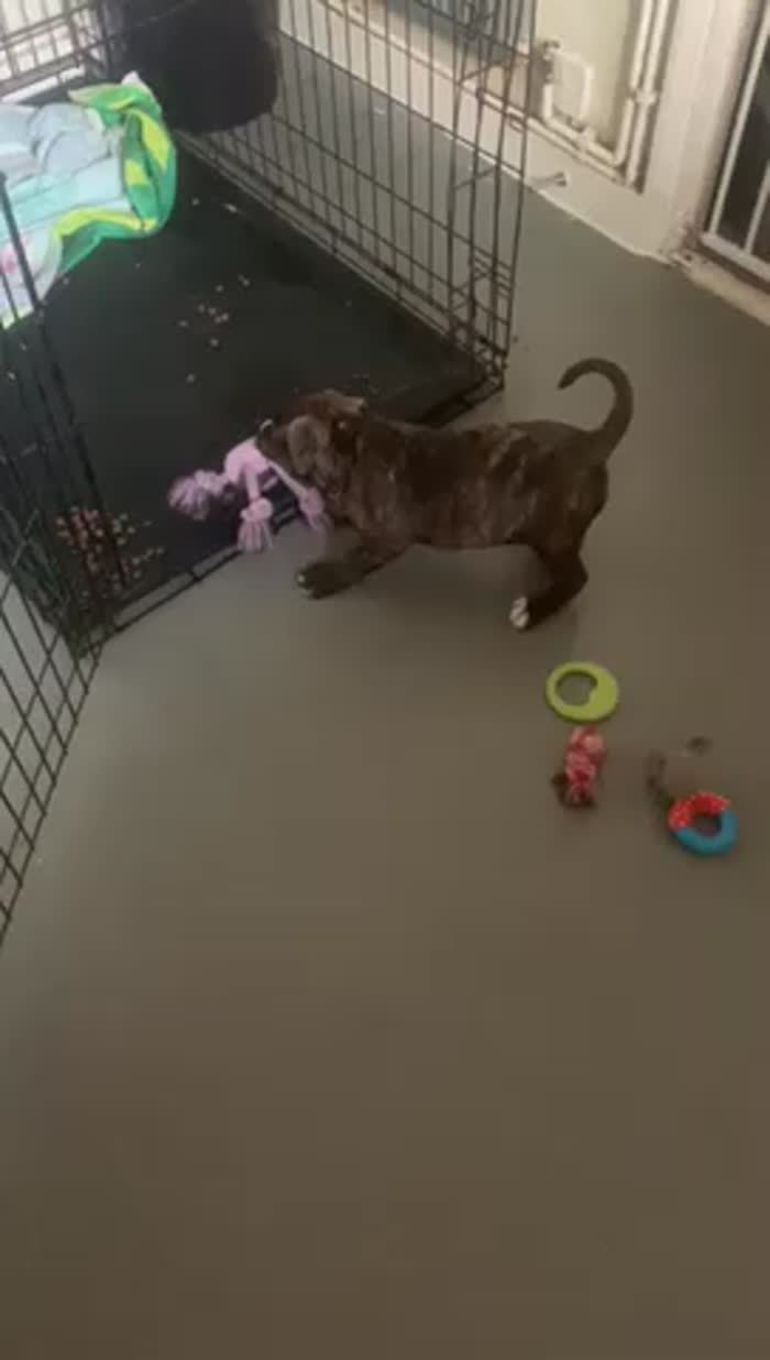 Staffordshire Bull Terrier puppies for sale in Preston, Lancashire – 8 weeks old