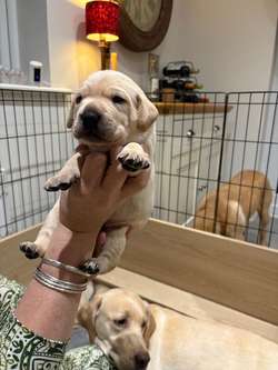 Beautiful, quality family raised Labrador pups for sale! for sale in Lincoln, Lincolnshire | Image 2