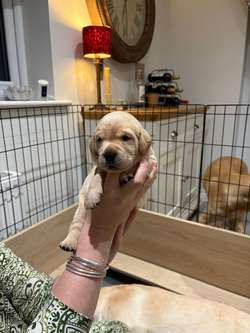 Beautiful, quality family raised Labrador pups for sale! for sale in Lincoln, Lincolnshire | Image 3