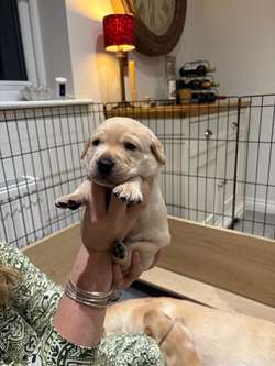 Beautiful, quality family raised Labrador pups for sale! for sale in Lincoln, Lincolnshire | Image 4