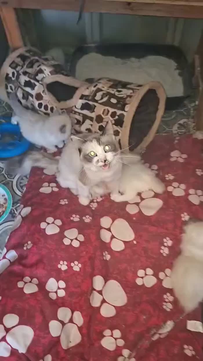 Ragdoll kittens for sale in Chorley, Lancashire β 7 weeks old