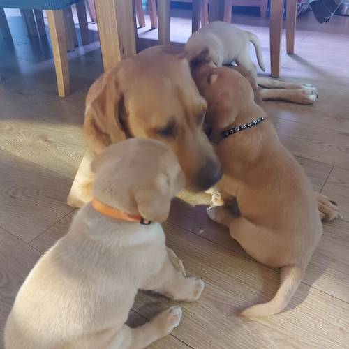 Beautiful Red Fox Labrador Puppies for sale in Welwyn, Hertfordshire - Image 7