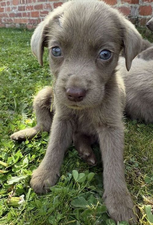 Beautiful silver Lab pups for sale in Doncaster, South Yorkshire
