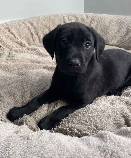 Beautiful Small Labrador Pups for sale in Berwick-upon-Tweed, Northumberland