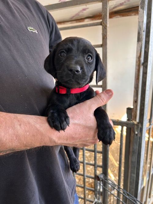 Beautiful Strong KC Registered Labradors for sale in Holyhead / Caergybi, Gwynedd