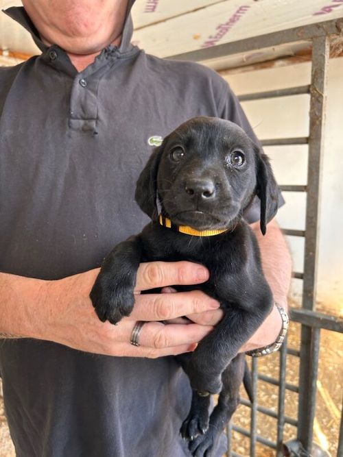 1 Black Girl Left KC Registered Labradors for sale in Holyhead / Caergybi, Gwynedd