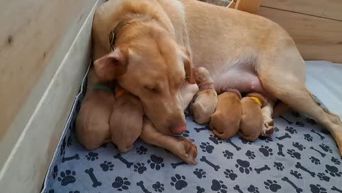 Beautiful velvet KC Registered Labrador Puppies for sale in Cenarth, Ceredigion