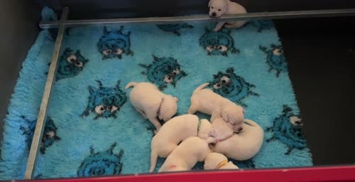 Beautiful White Labrador Puppies for sale in Boston, Lincolnshire