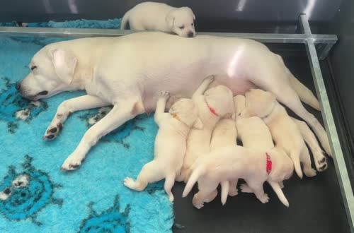 Beautiful White Labrador Puppies for sale in Boston, Lincolnshire