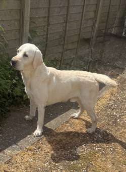 Beautiful White Labrador Puppies for sale in Boston, Lincolnshire | Image 3