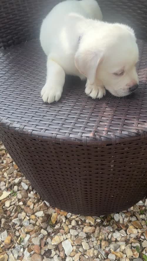Beautiful White Labrador Puppies for sale in Boston, Lincolnshire