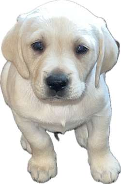 Beautiful white Labrador puppy last of the litter for sale in Northamptonshire | Image 1