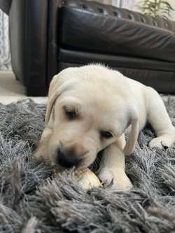 Beautiful white Labrador puppy last of the litter for sale in Northamptonshire | Image 2