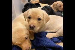 Beautiful yellow and black puppies for sale in Dalrymple, East Ayrshire | Image 2