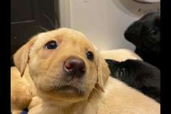 Beautiful yellow and black puppies for sale in Dalrymple, East Ayrshire | Image 3