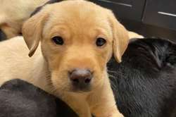 Beautiful yellow and black puppies for sale in Dalrymple, East Ayrshire | Image 4
