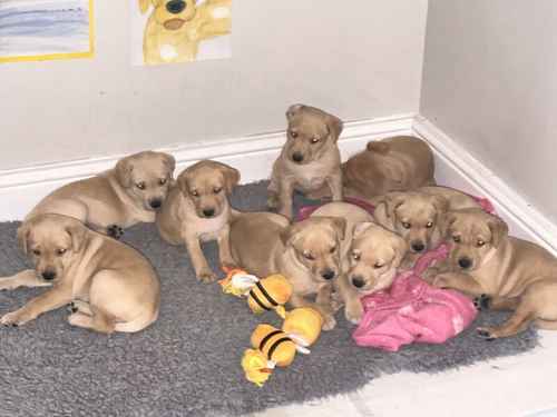 Beautiful yellow KC registered Labrador puppies for sale in Bishops Frome, Herefordshire