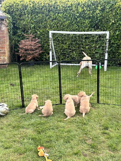 Beautiful yellow KC registered Labrador puppies for sale in Bishops Frome, Herefordshire - Image 9