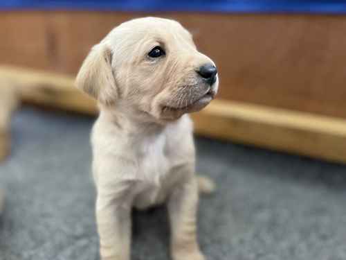 Beautiful Yellow Lab Puppies | Ready 3rd July for sale in Cleveleys, Lancashire