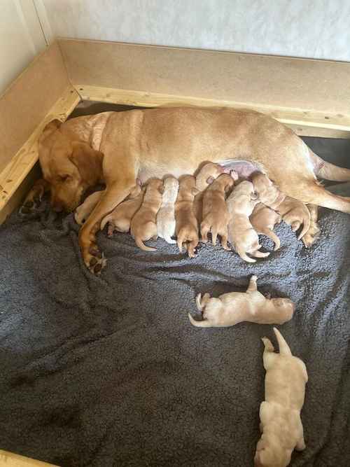 Beautiful Yellow litter including Fox red shades. for sale in Cranbrook, Kent